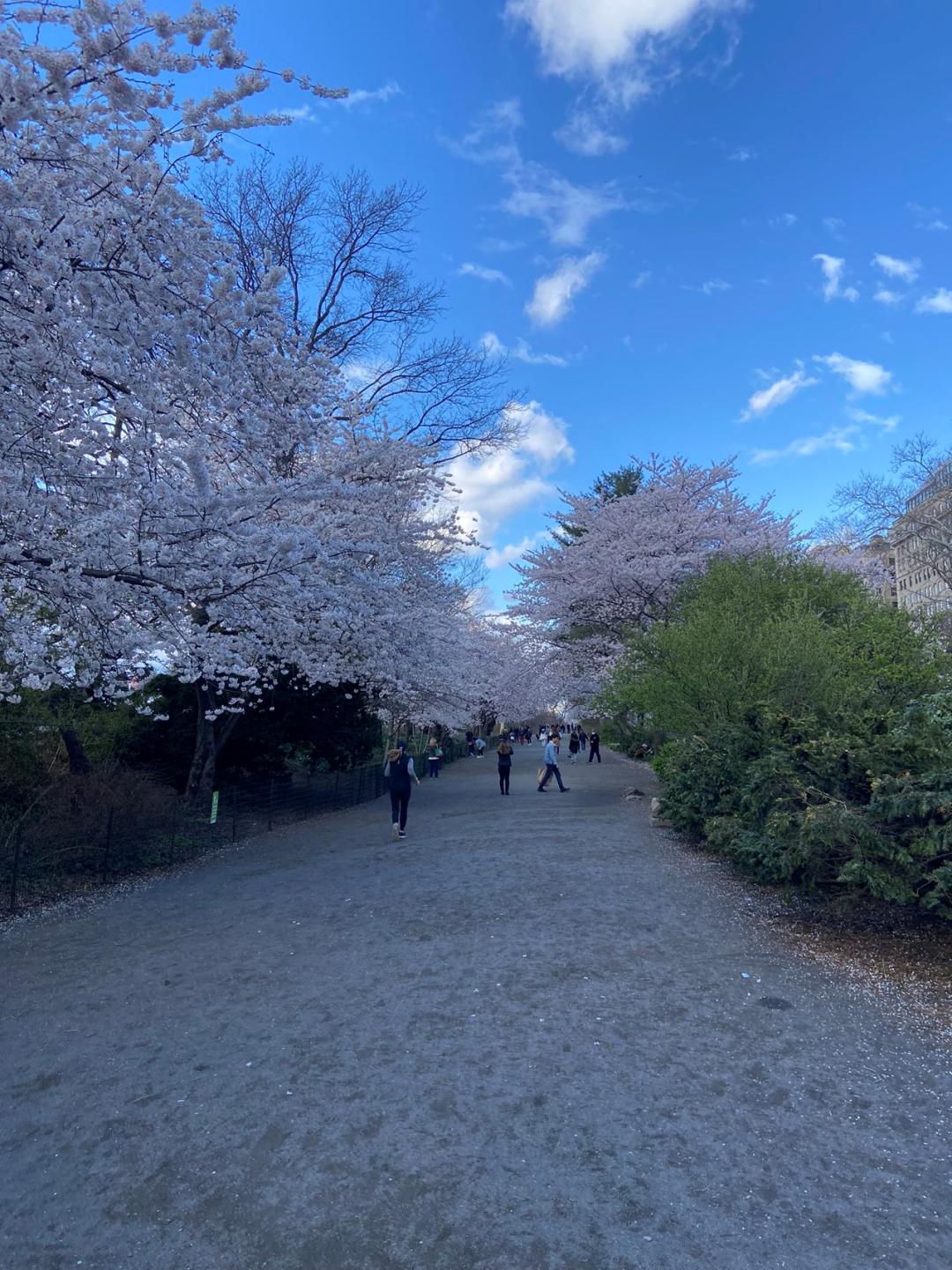 看他分享在纽约大学读计算机的体验，慕了！