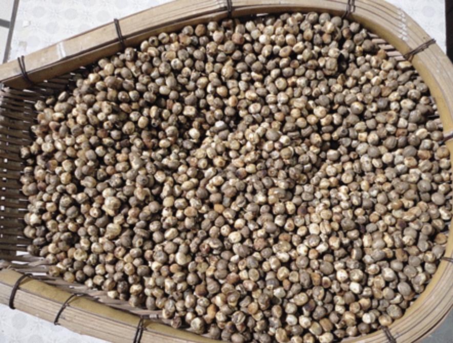 竹米究竟有多珍贵,竹子上长的大米