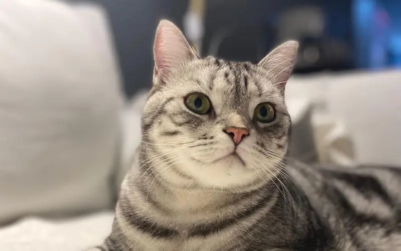 公猫绝育需要注意些什么,公猫绝育不戴项圈怎么办