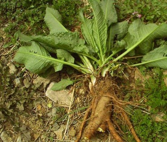 深山土大黄,人们所说的土大黄