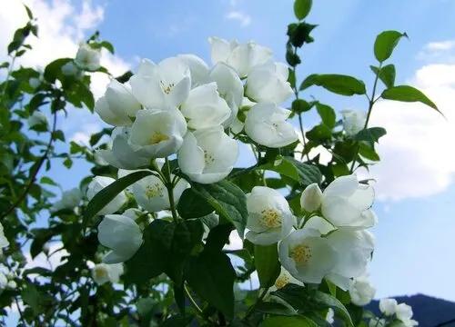 茉莉花开花时间,茉莉花开大结局