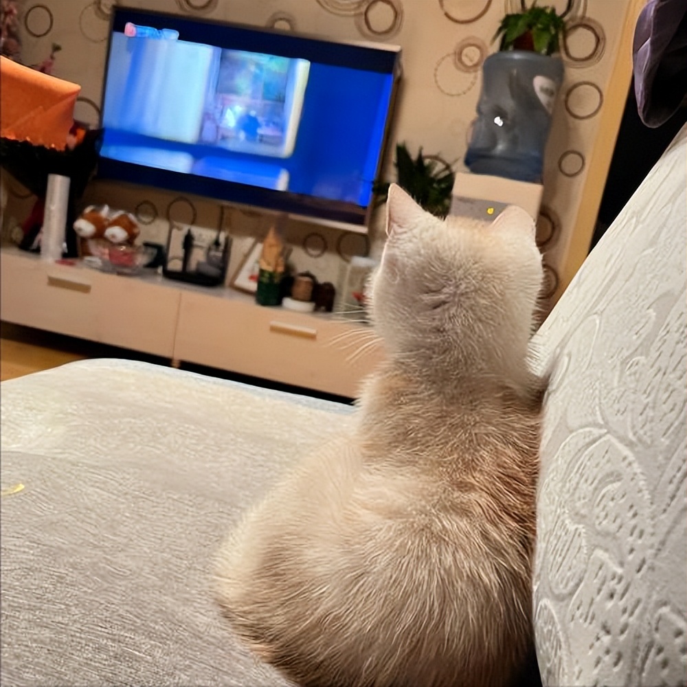 猫咪和人类相处得很好的原因,当猫和人类一起生活久了