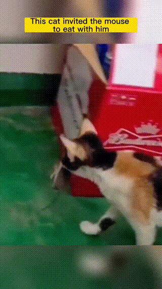 各种搞笑动图大全,吃惊搞笑动图