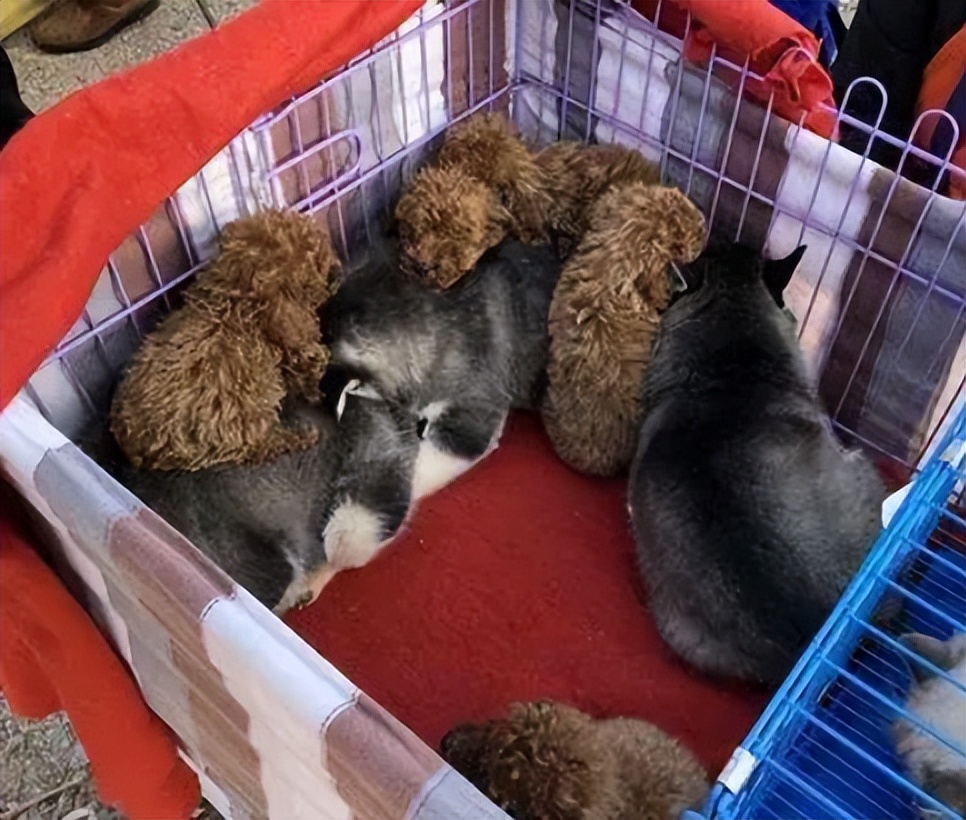 在狗市买狗需要注意哪些事项,在狗市买狗应该注意什么事项