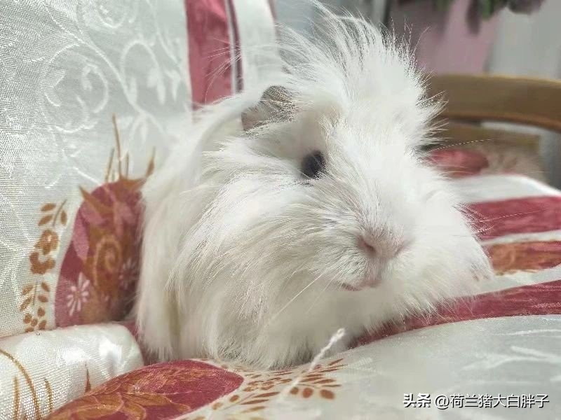 荷兰猪的特点和习性,荷兰猪刚到新环境应该做什么