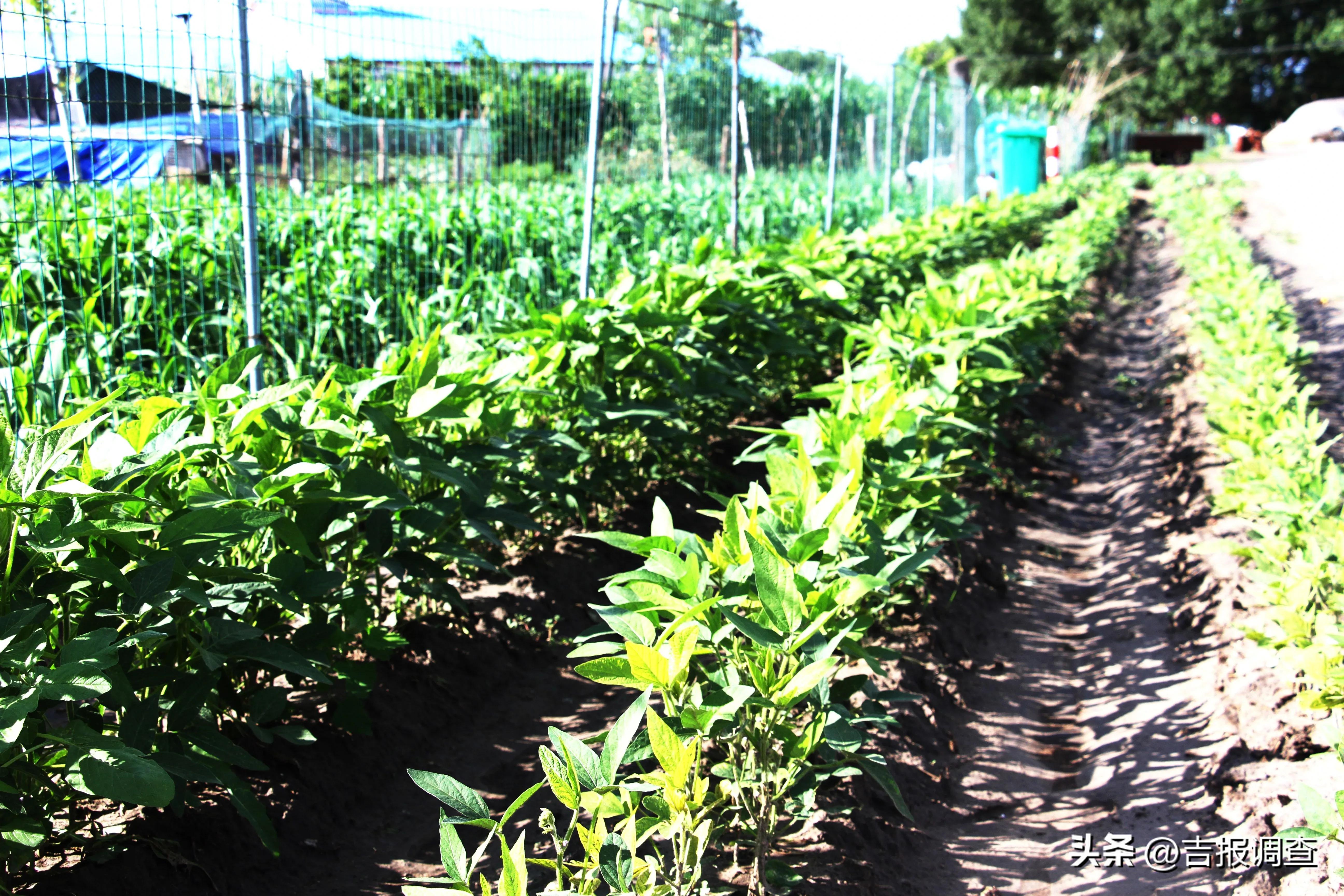 镇赉县黑鱼泡村,二龙村视频