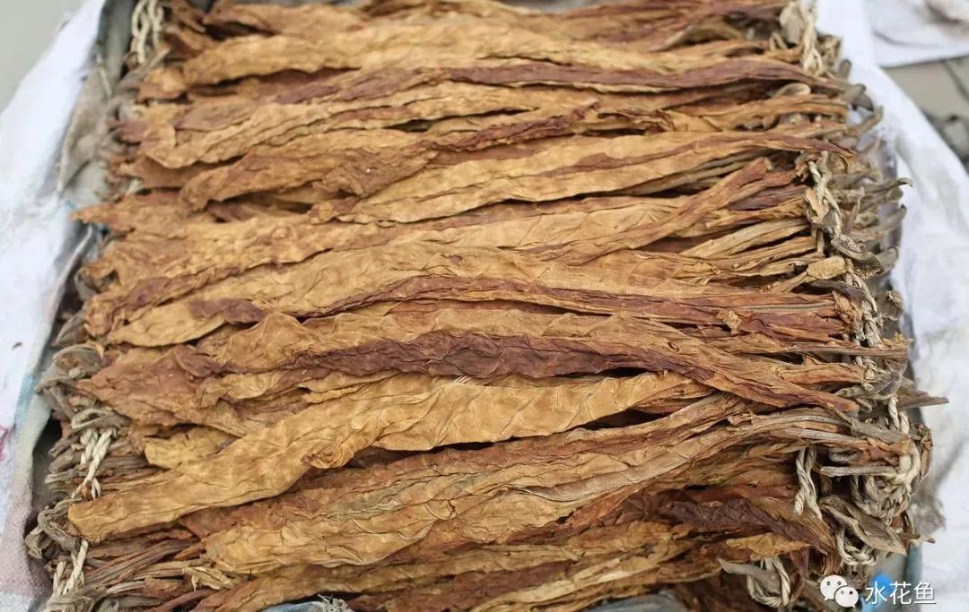 12种水产病害防治,你对水产动物病害的初步认识