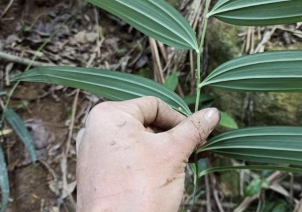 农村老虎姜种植技术,人工种植的老虎姜