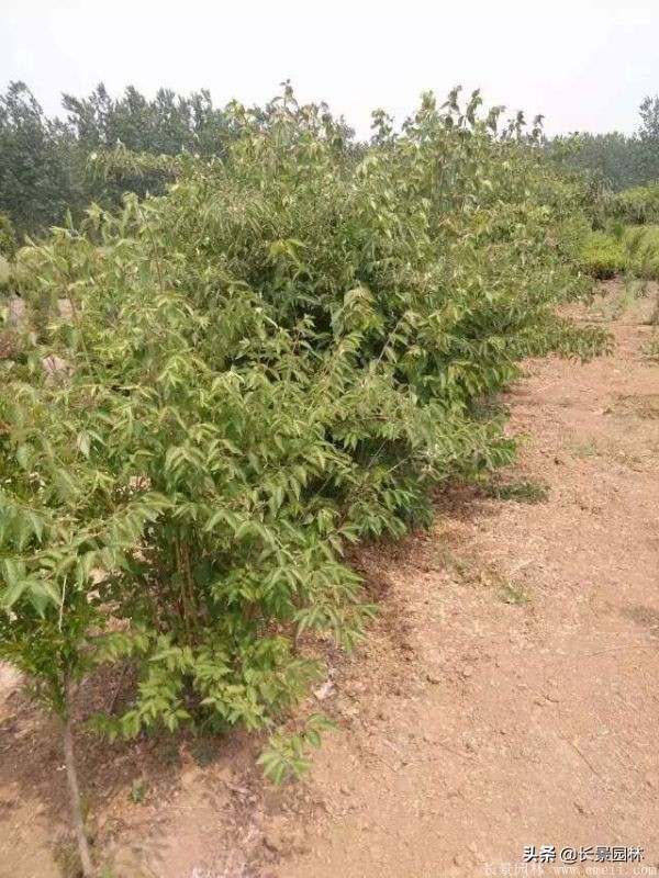 上海优质金银木价格,金银木价格一览表