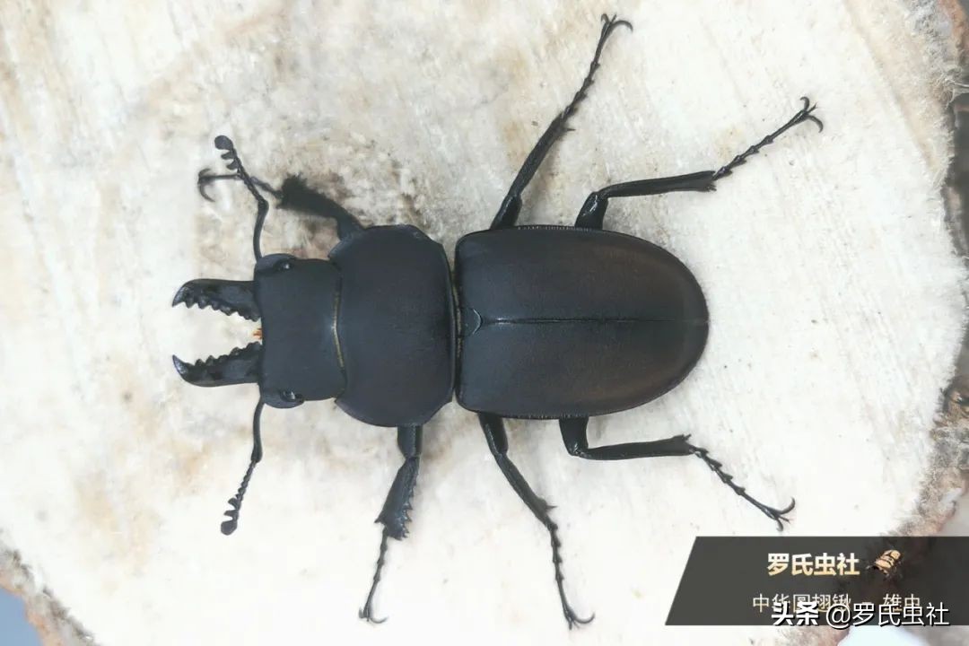 2022年第07期：闲话兜锹，上海本土锹甲的冷知识！|罗氏虫社