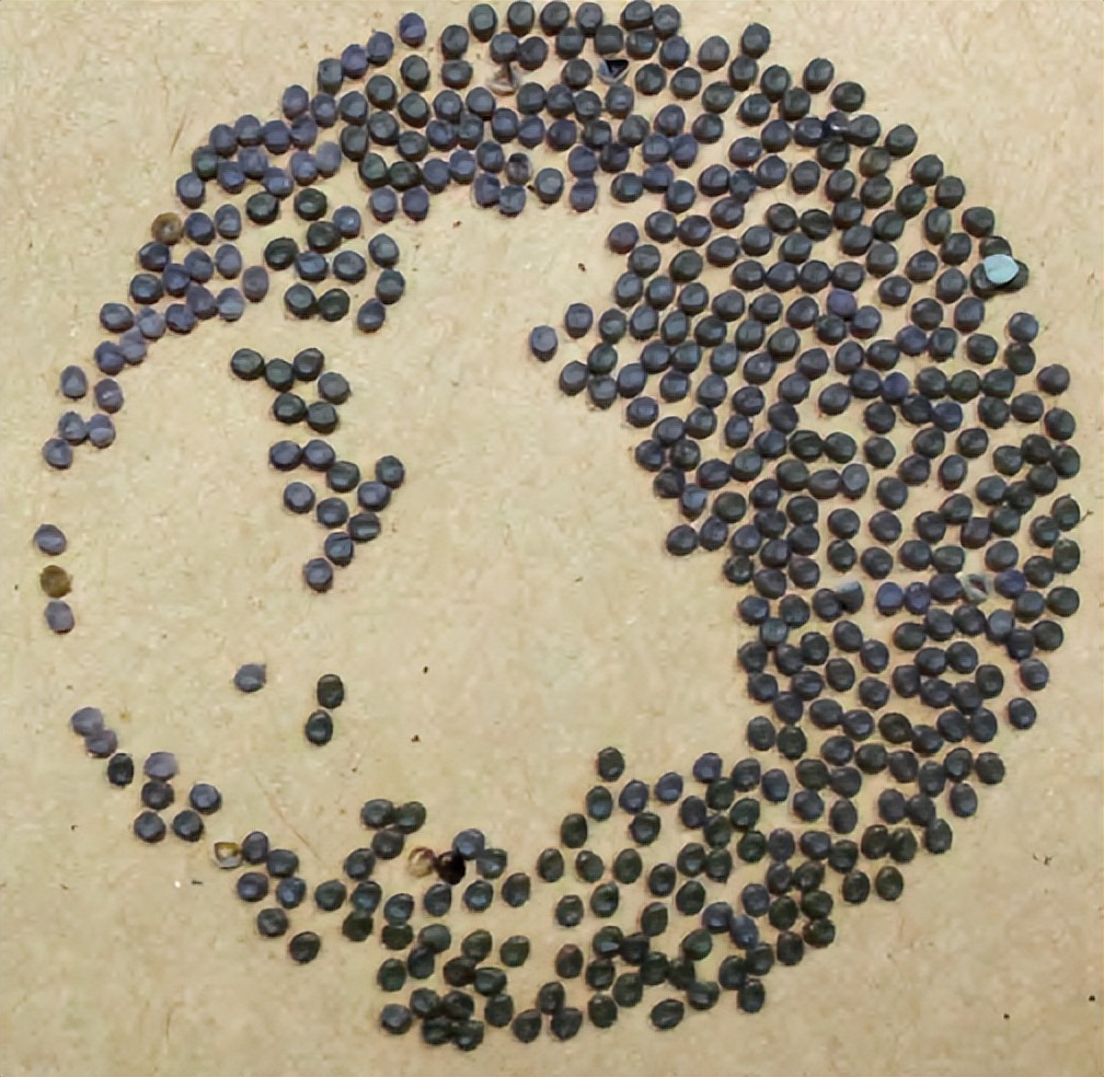 蚕为什么怕香味,为什么有的桑叶蚕不喜欢吃呢