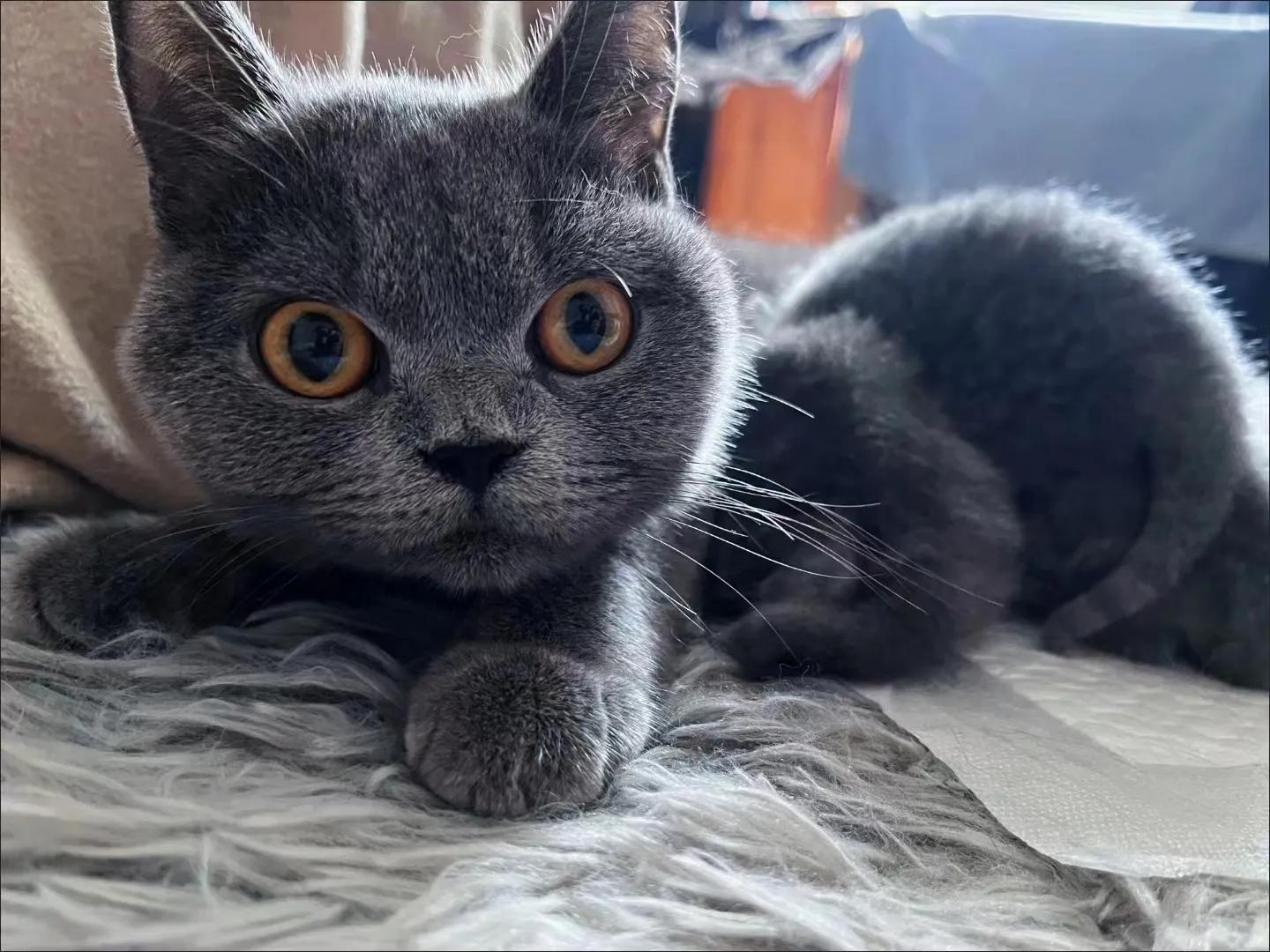 母猫的恶露怎么处理,母猫产后流血不吃东西