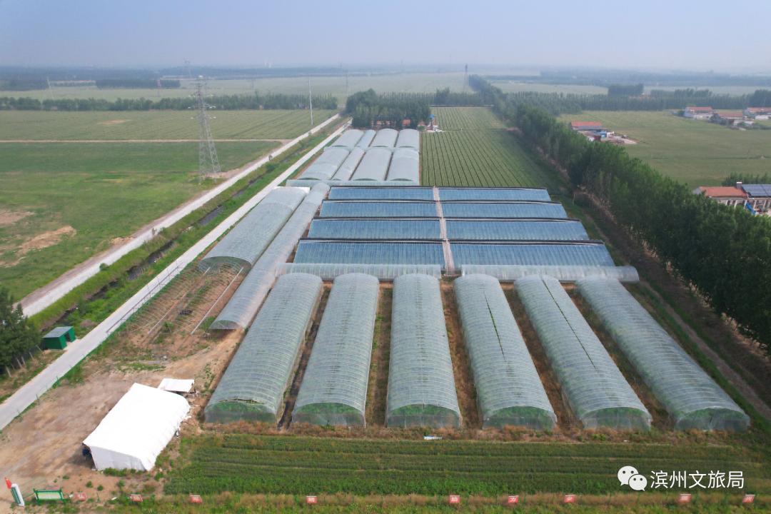 滨州阳光玫瑰葡萄,滨州葡萄采摘好去处