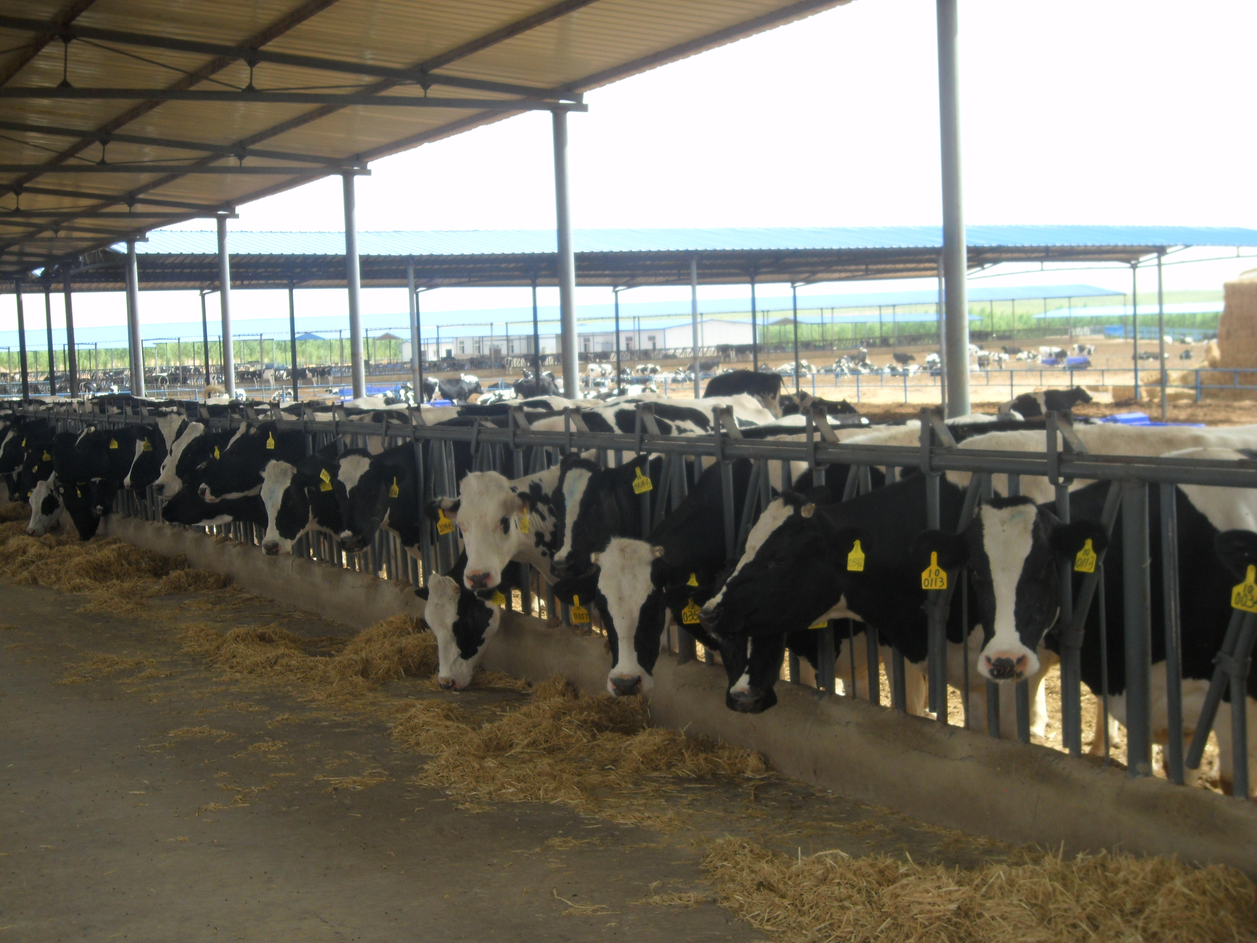 挤压豌豆作为有机高山农场奶牛饲料，为奶牛提供大豆蛋白是否可行