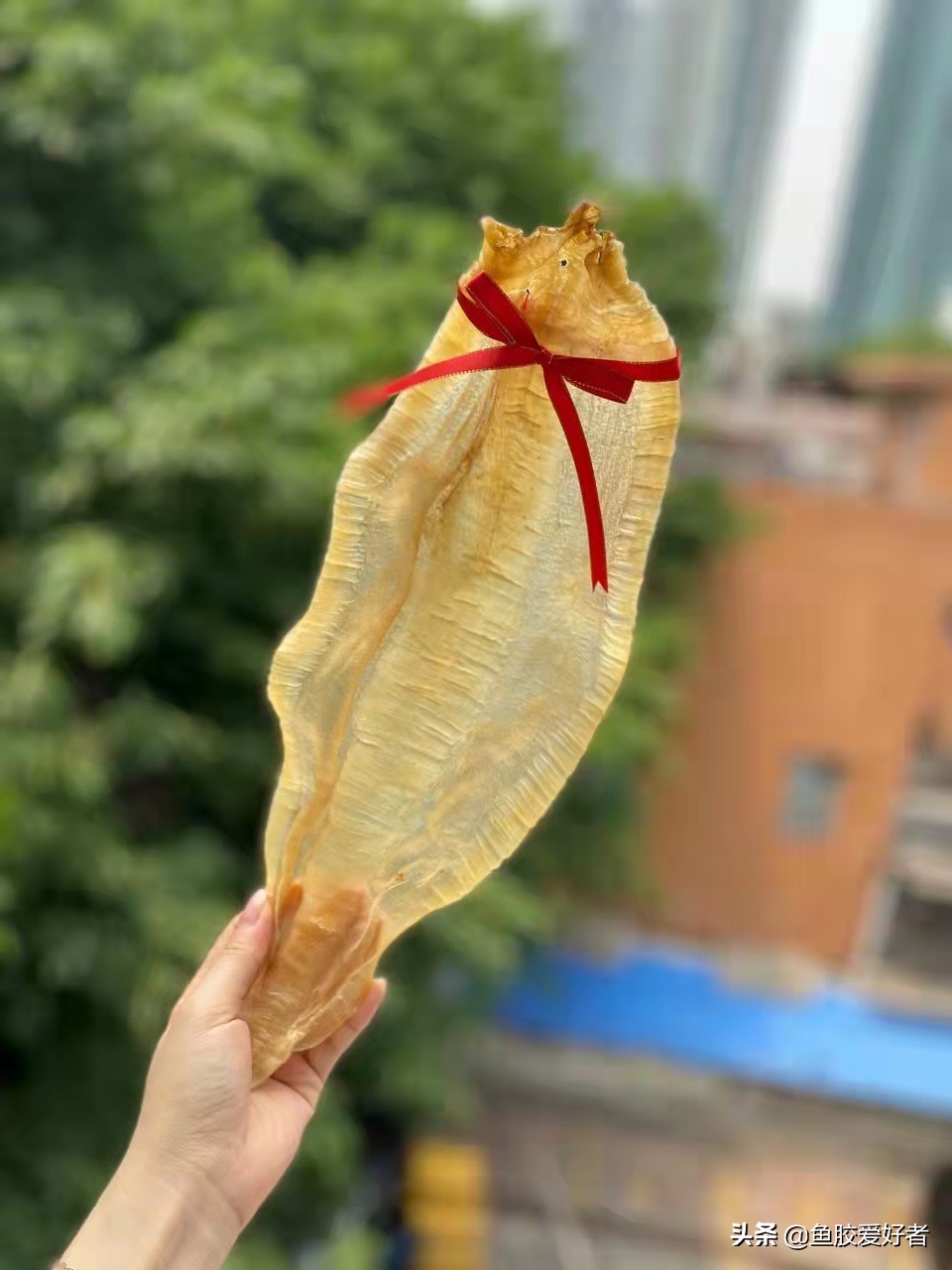 收藏版：全网最全的鱼胶品种，鱼胶品种这么多，你都认识吗？