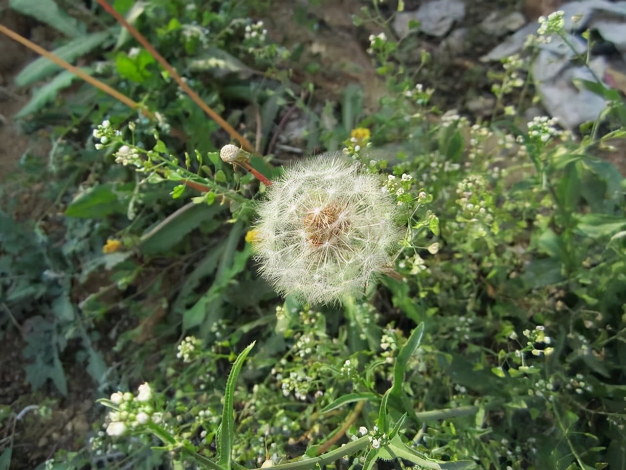 女性长期喝蒲公英茶的禁忌,疏通乳腺蒲公英散结茶
