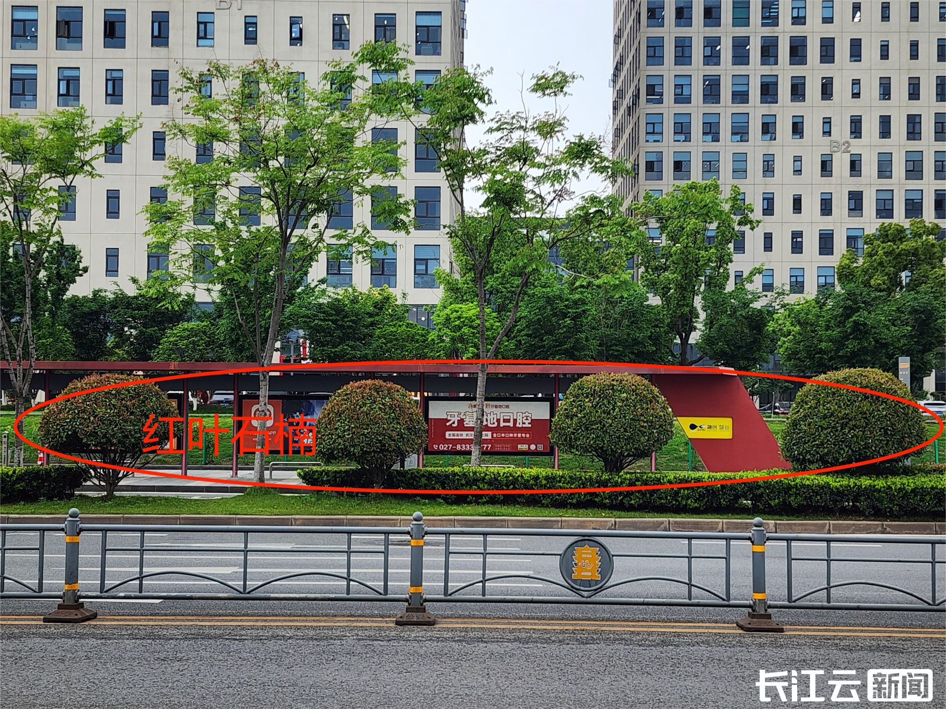 郑州为什么要种那么多石楠花,园林专家说石楠花除了臭没缺点