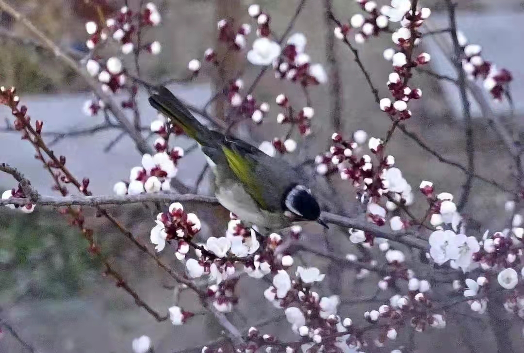 原创散文杏花盛开,杏花与乡愁散文