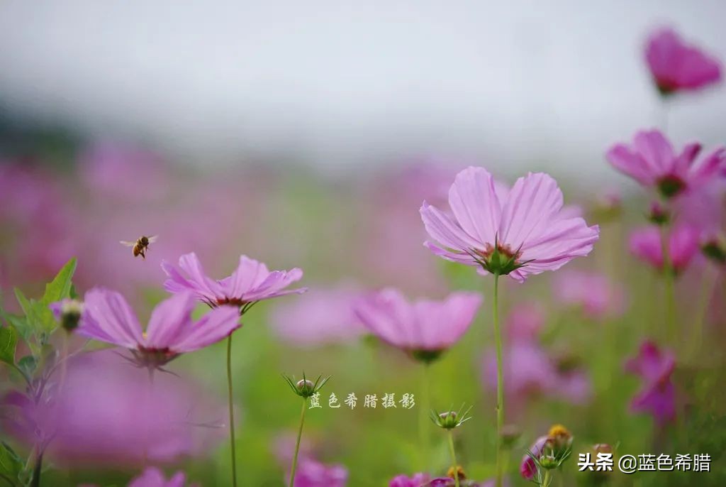 摄影波斯菊花海,上虞城南江上花海