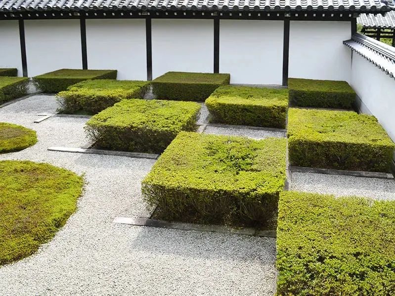 日本枯山水景观,日本枯山水中的树是什么树