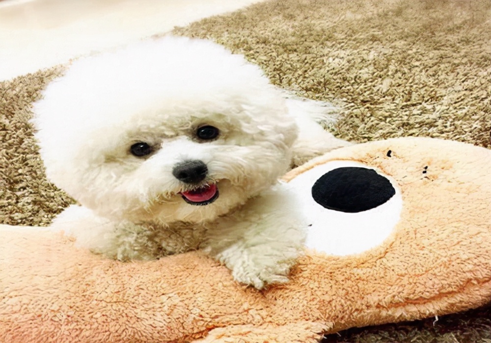 狗狗吃东西太急如何训练,怎样纠正狗狗到处吃东西的毛病