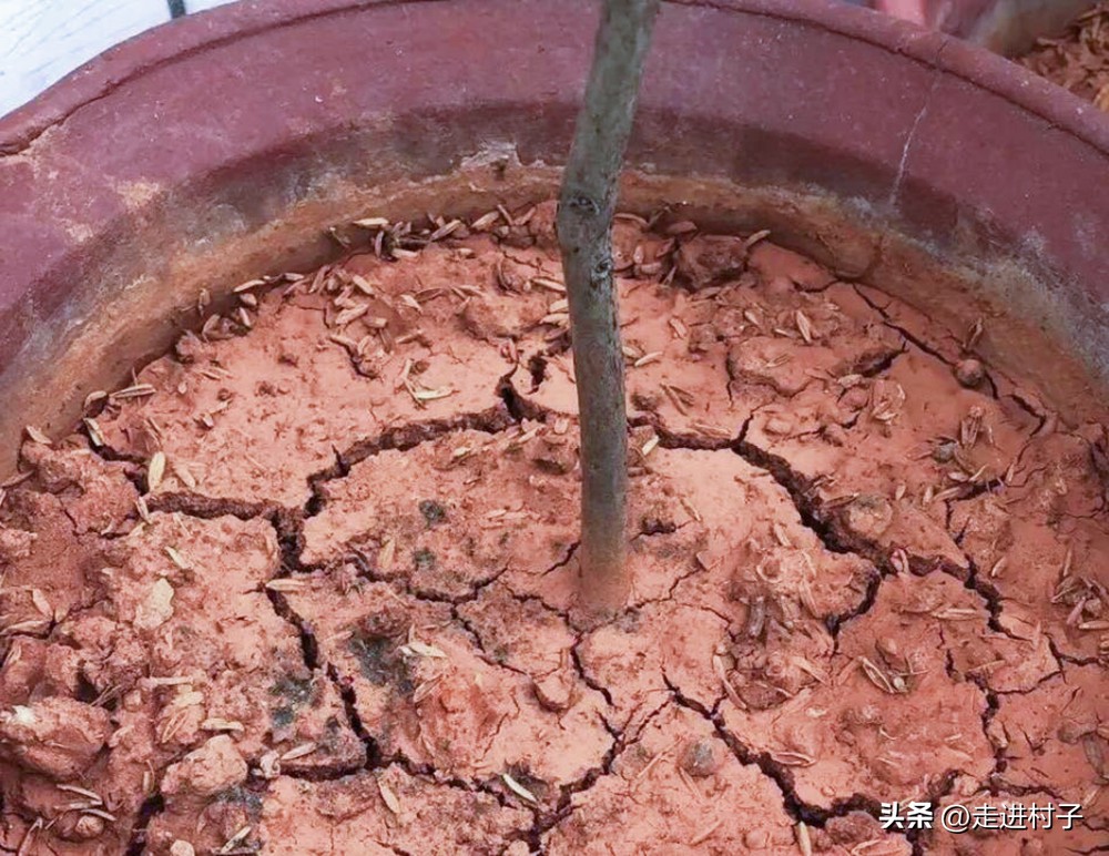 腐烂树叶改良土壤,风化土加腐叶土种植花卉板结吗