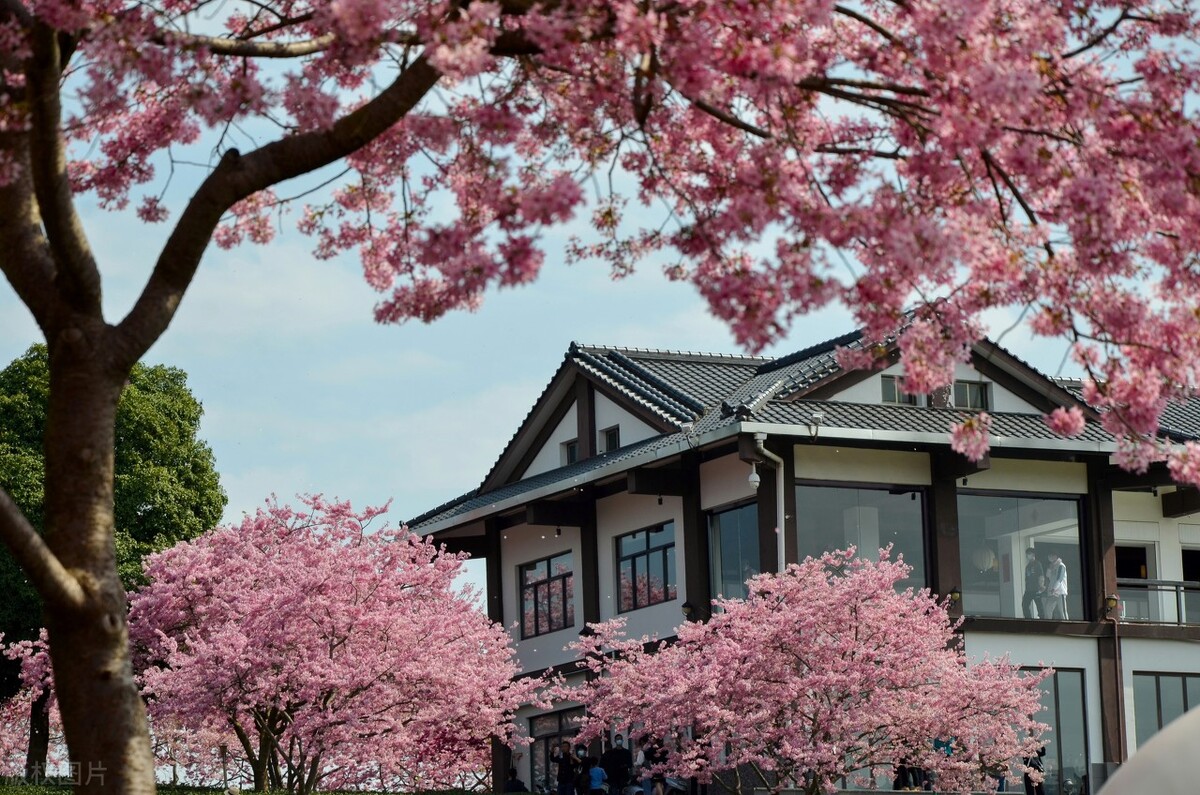 福建浪漫樱花打卡地,福建赏樱花的地方