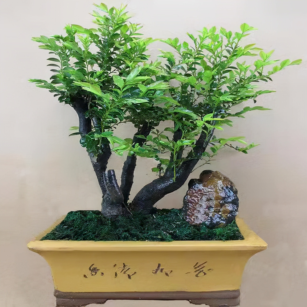 小叶紫檀盆栽的正确养殖方法,小叶紫檀盆栽养殖方法和注意事项