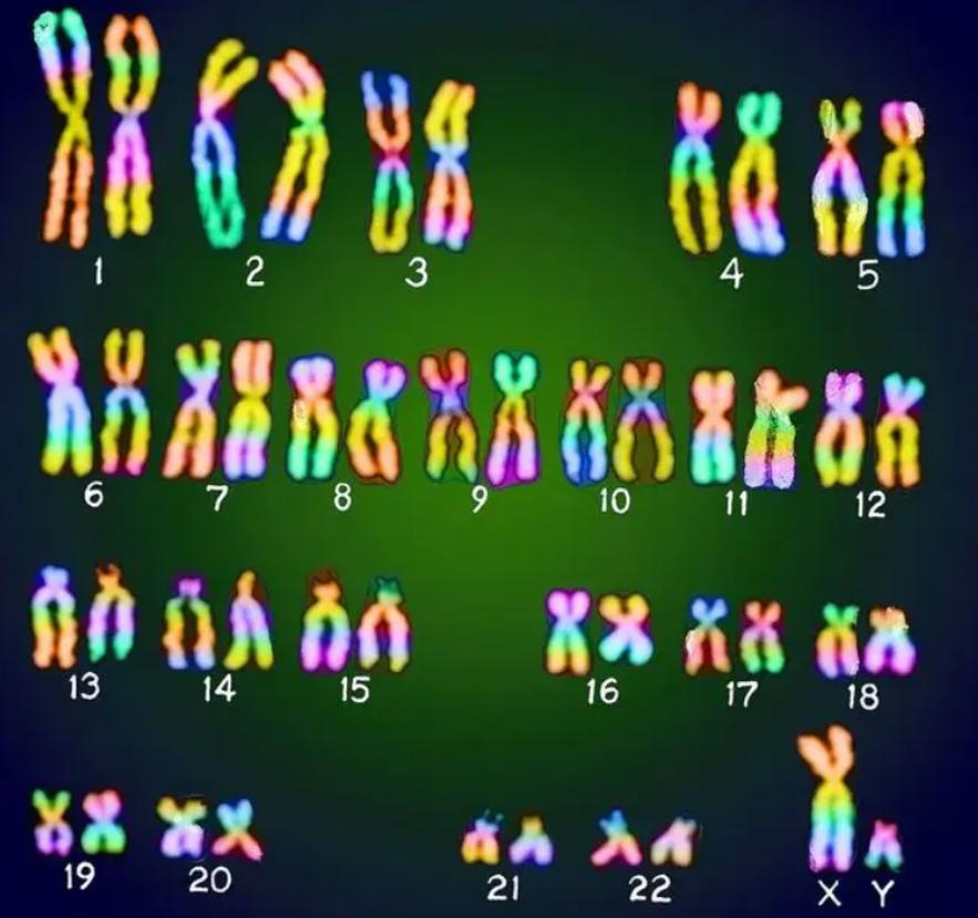 人类祖先留下来的遗传基因,人类性别决定与哪些基因有关