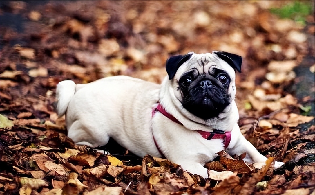 巴哥犬为什么有斑,巴哥犬有泪痕严重怎么办