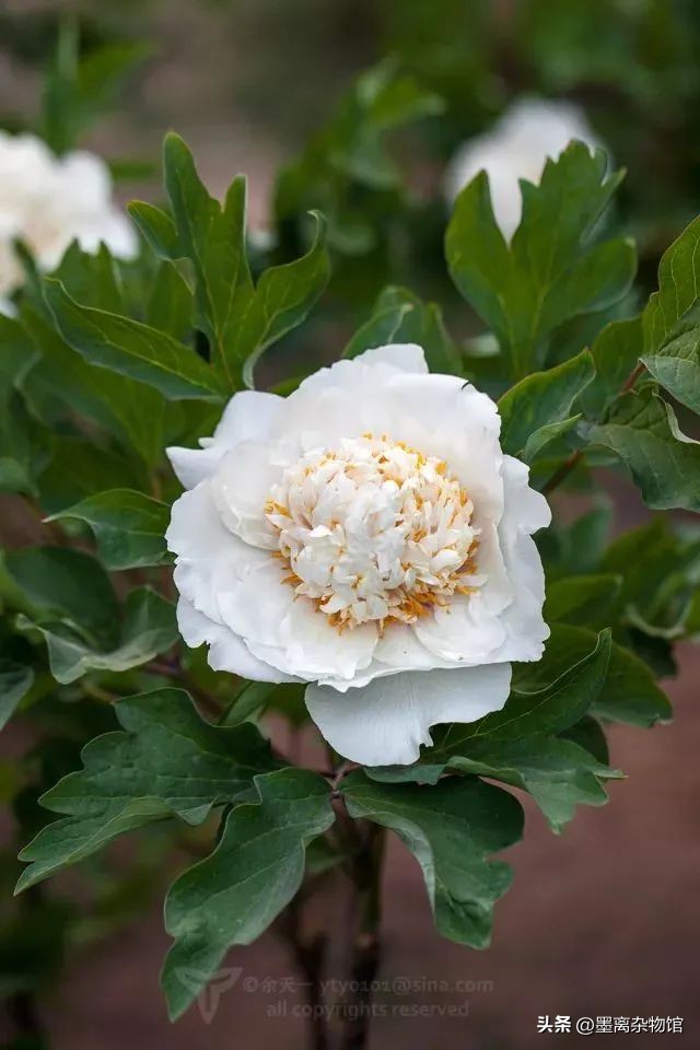 国花牡丹的历史起源,中国国花为啥是牡丹