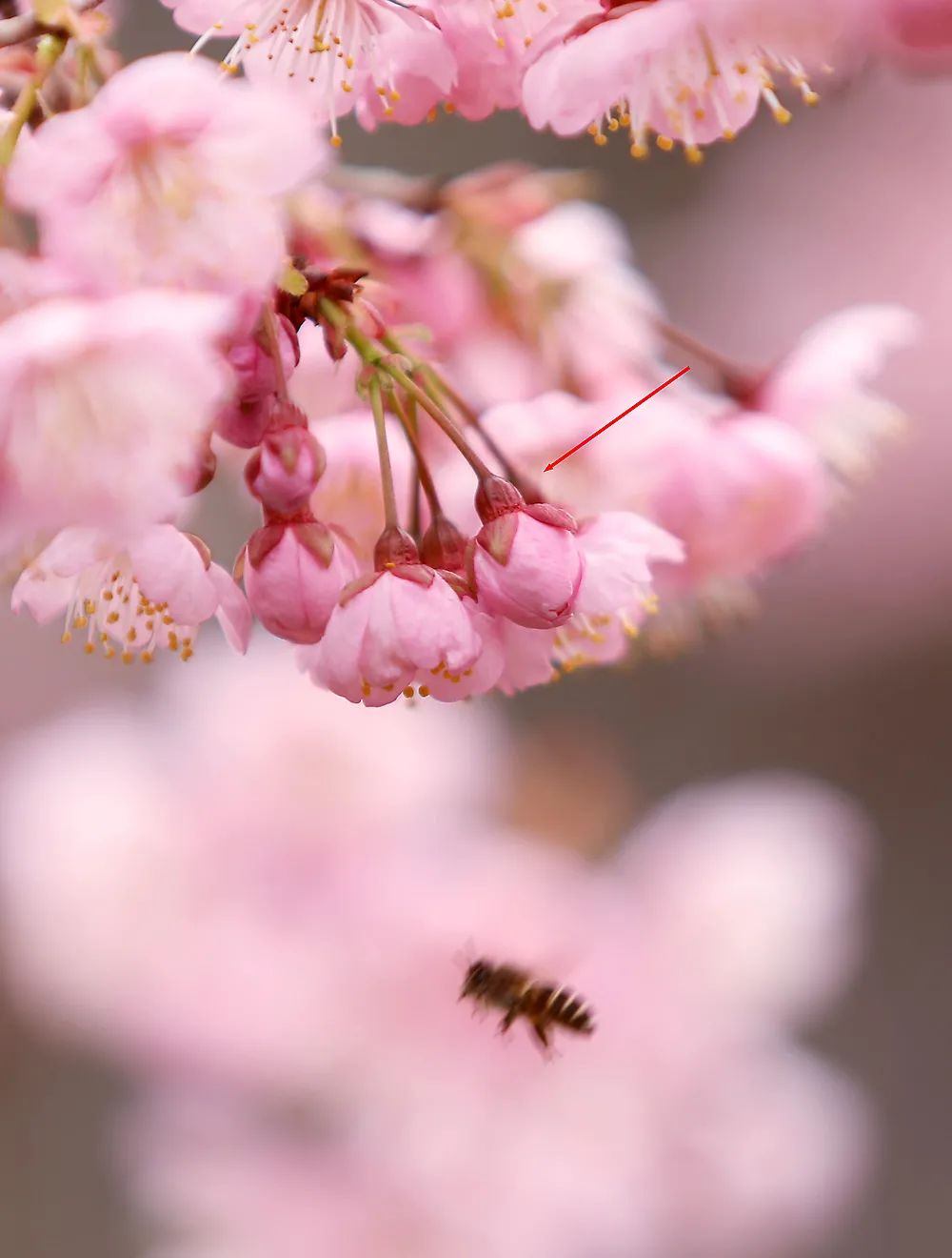 初春河津樱花图片大全,河津樱花品种大全