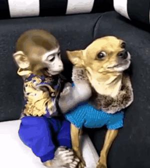 最不臭的狗,什么宠物狗不臭好养