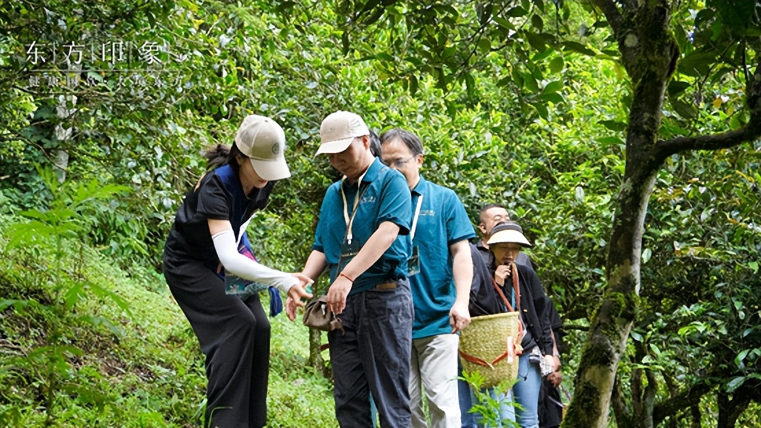 茶山体验之旅,茶山体验活动