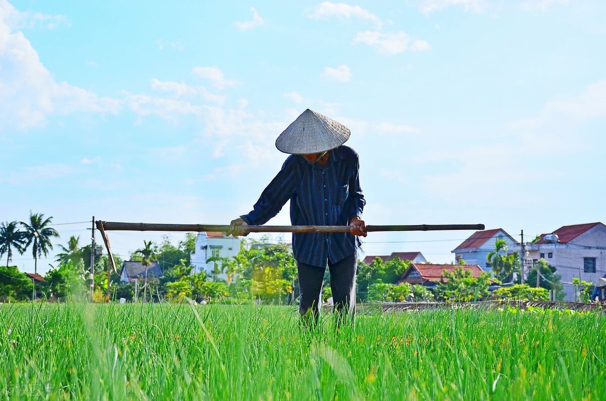 新时代致富攻略：创新好点子助力农民增收