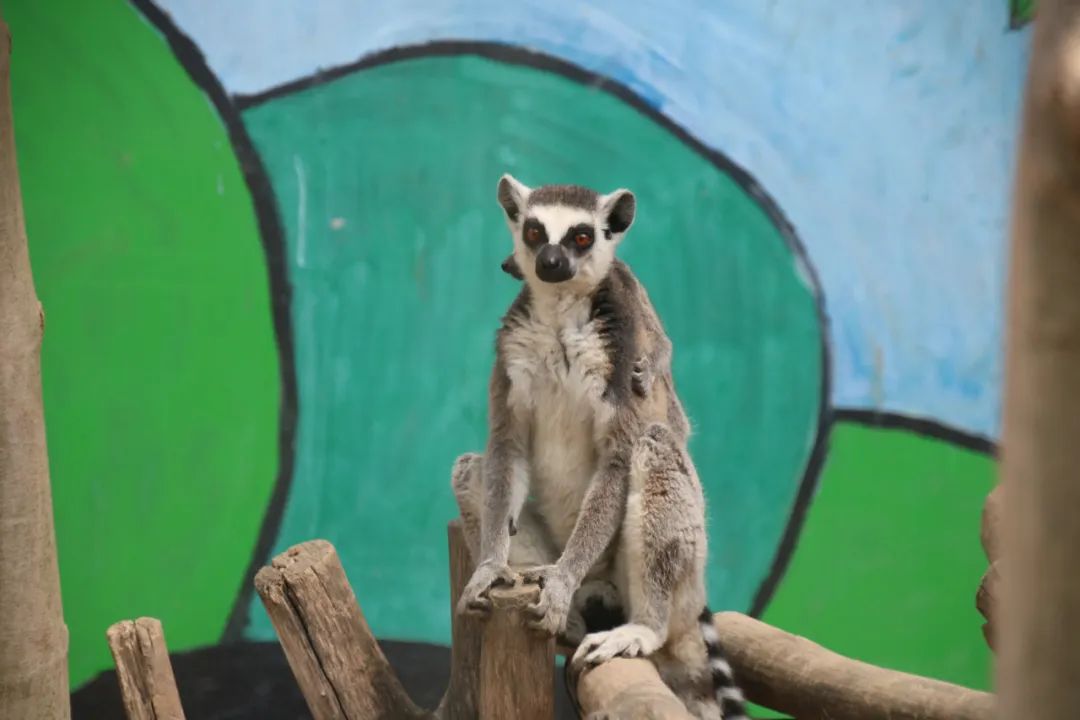 淮安动物园位置,淮安动物园多大面积