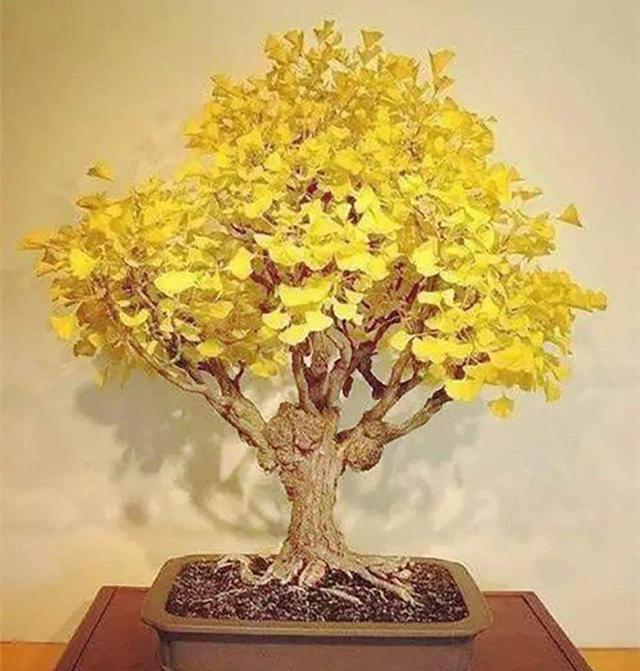 客厅有树十有九福,家中有树十家九富