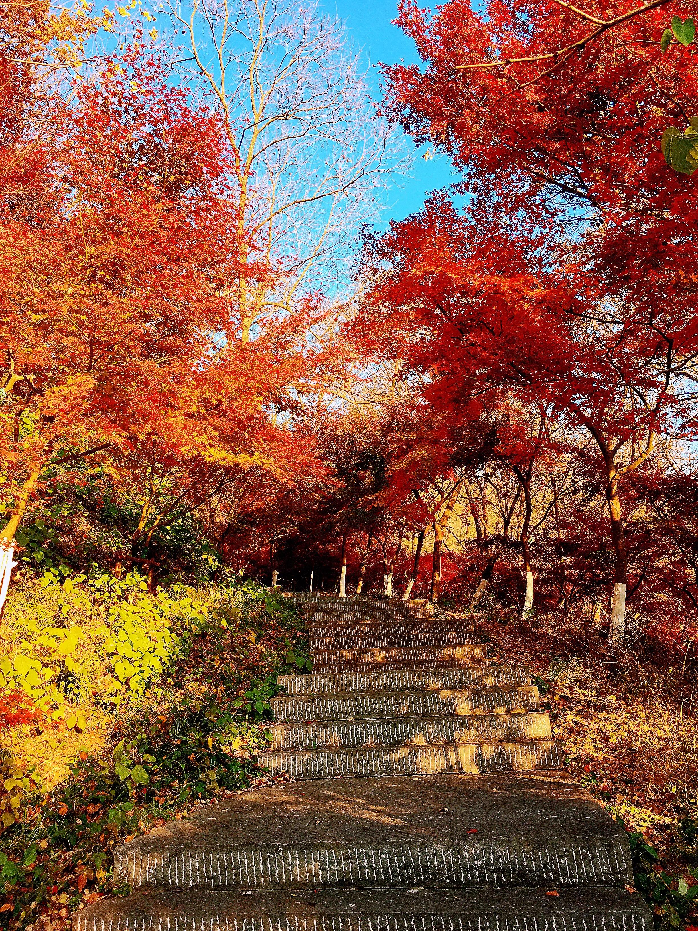 最美古诗词朗诵,最美古诗词全鉴阅读