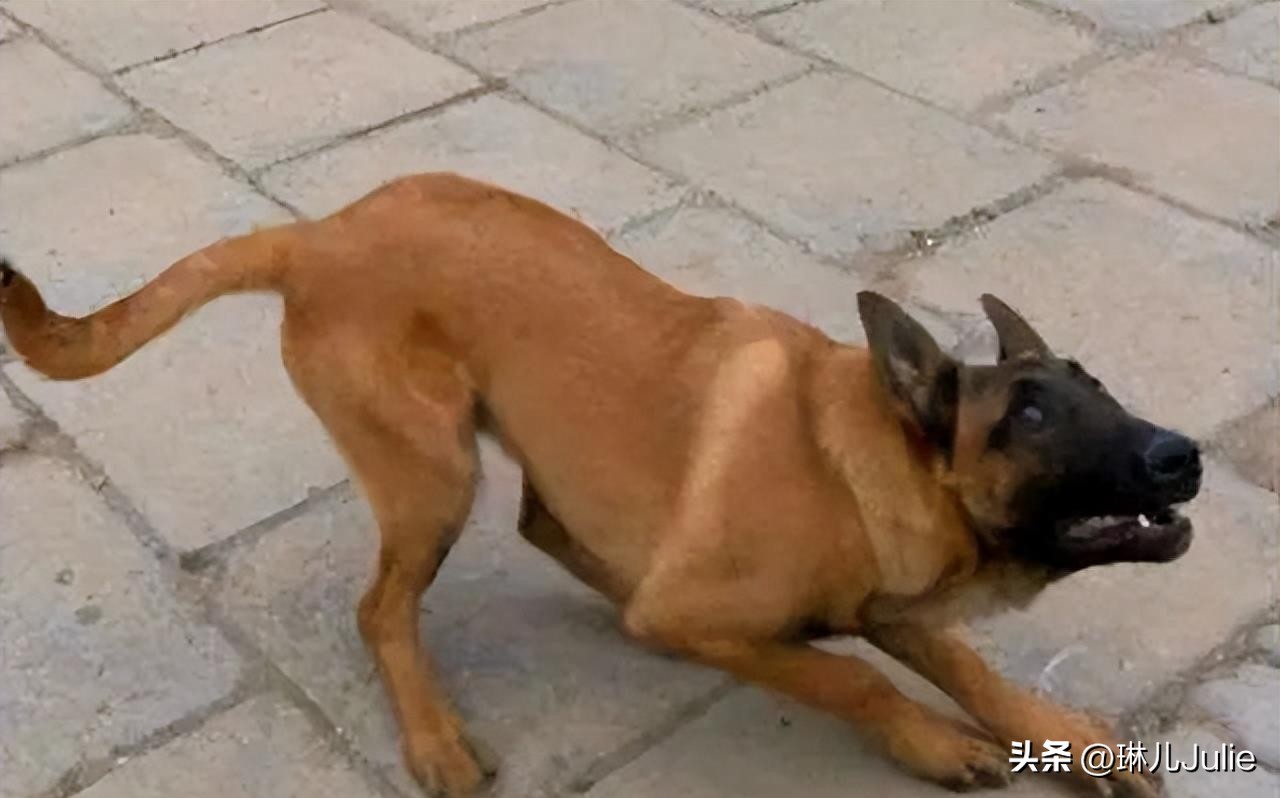 女子被大狗咬伤隐私部位，女子崩溃：留下了疤痕，会对未来有影响