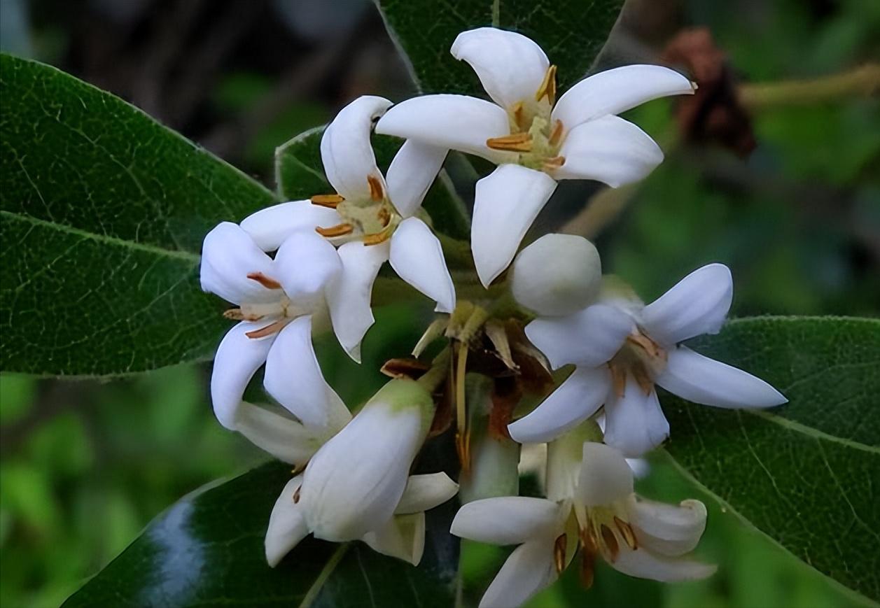 养花达人必备的44个养花绝技,8个实用的养花小技巧