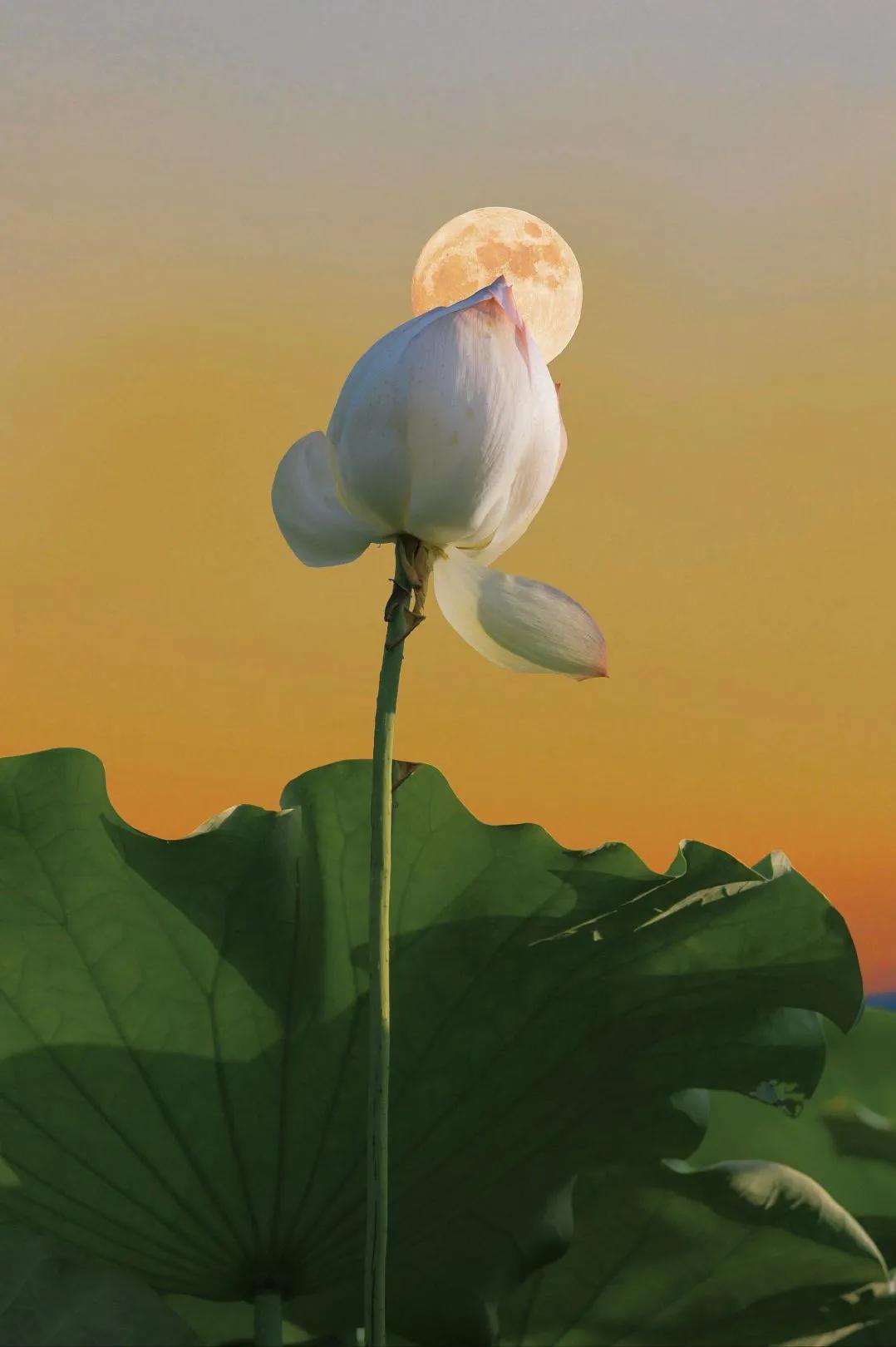 出淤泥而不染的荷花美丽漂亮动人,花开富贵荷花