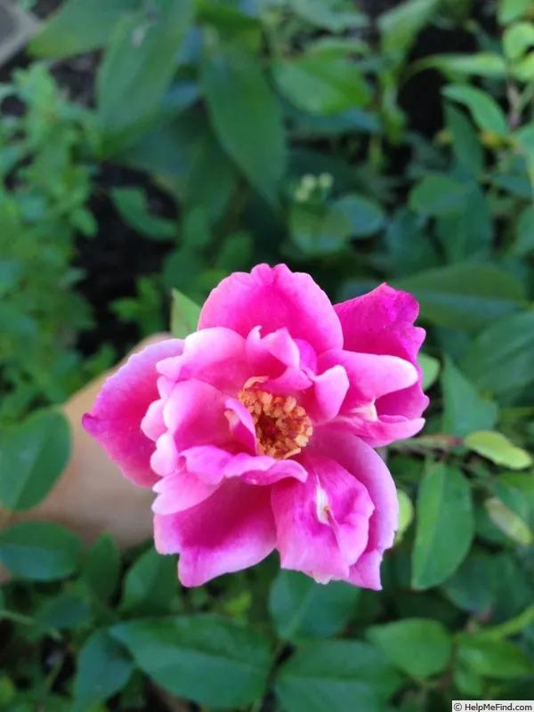 真正的中国古老月季,中国的古老月季