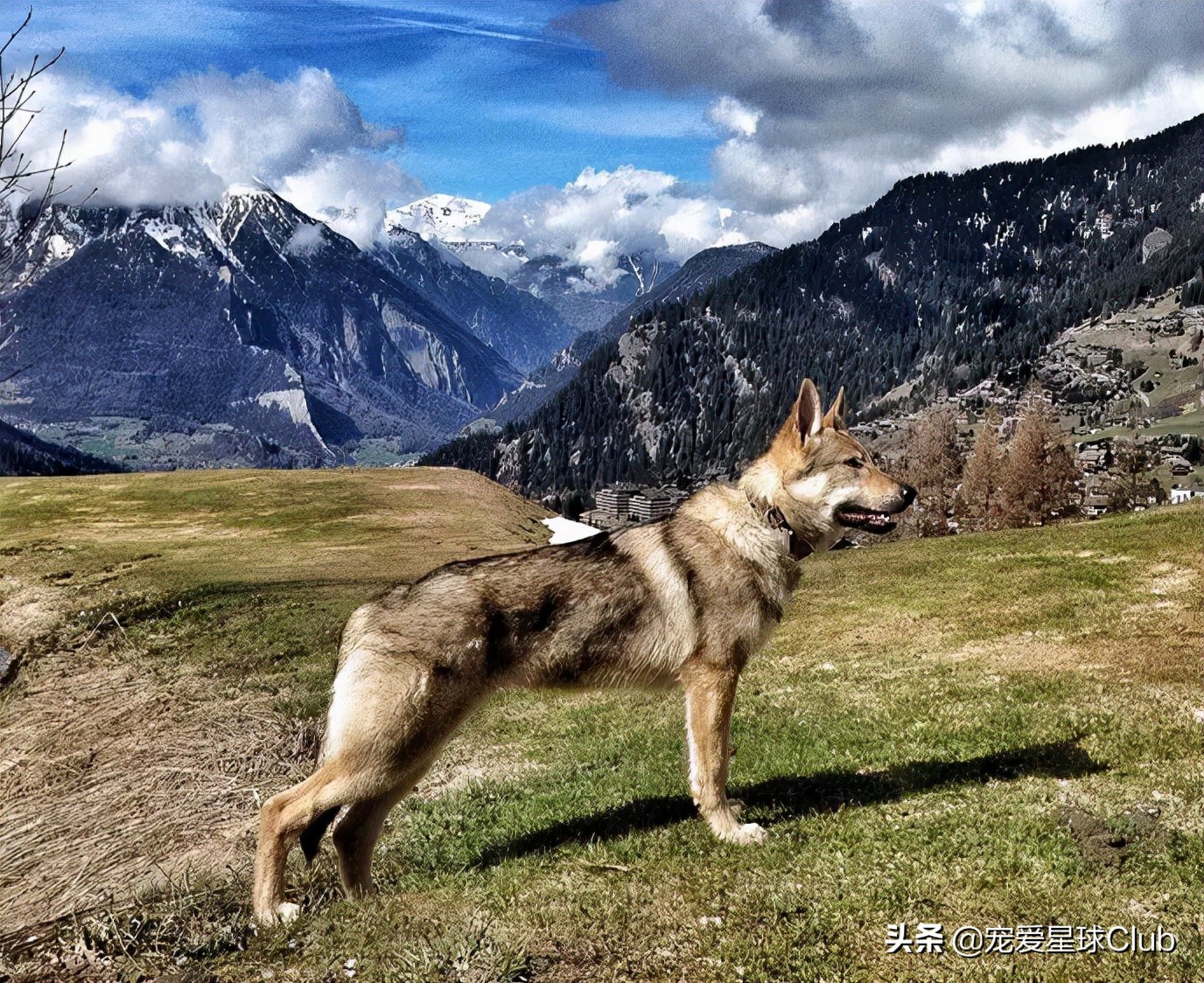 鉴别捷克狼犬是狗还是狼,最贵的狗捷克狼犬