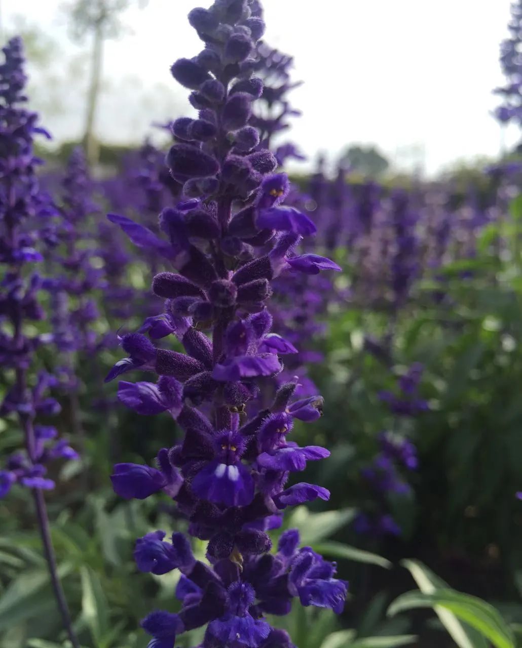 五一免费入园的汉服活动,汉服游园优惠活动