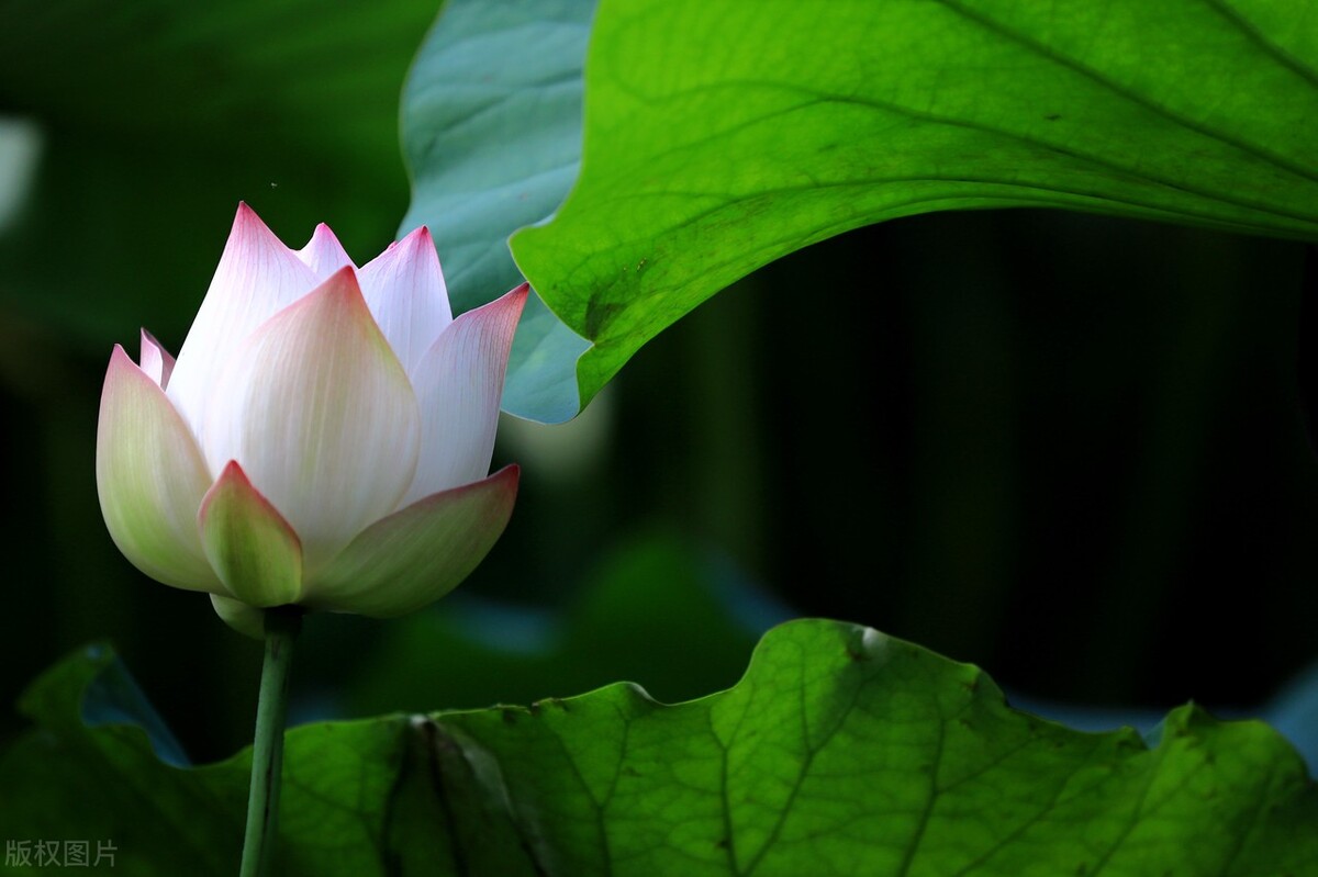 盛夏的荷花歇后语,盛夏的荷花文案