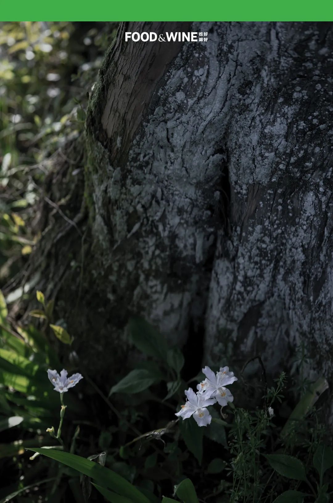 鏅痉闀囧搴欏悆鏂嬮キ,涓囧绂呭鏂嬮キ