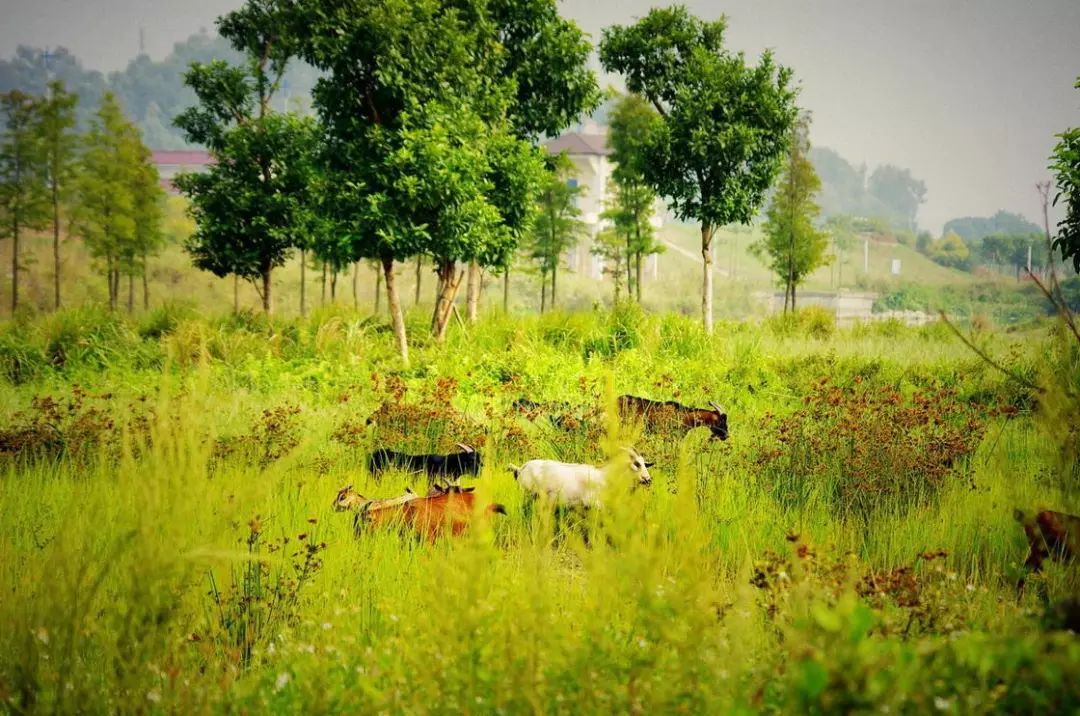 广州鹤之洲湿地公园游玩攻略简介,增城凤凰古城一日游最佳去处