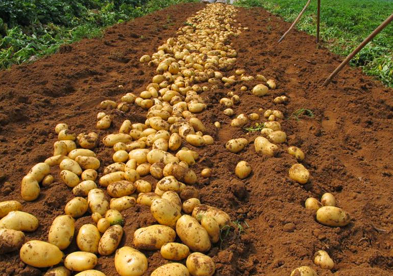 土豆常温保存不发芽最简单的方法,夏天土豆怎么保存不发芽