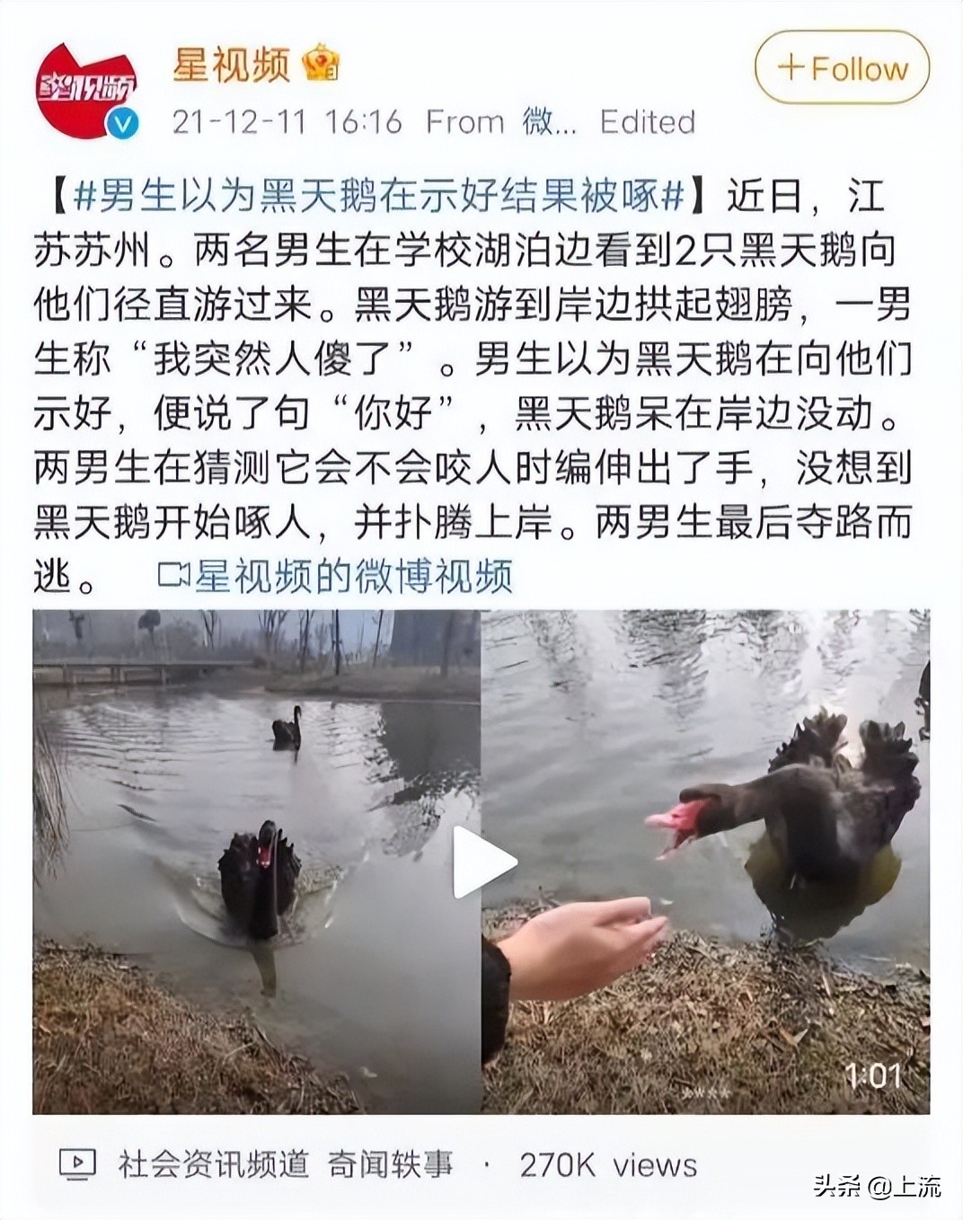 被黑天鹅打得措手不及,学校黑天鹅被学生拿