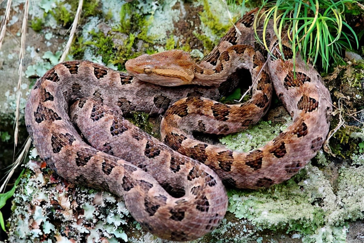 重庆某小区频繁出现剧毒蛇,重庆的剧毒蛇